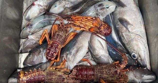 Fishing and Crayfish Trip from Kaikoura - image 6